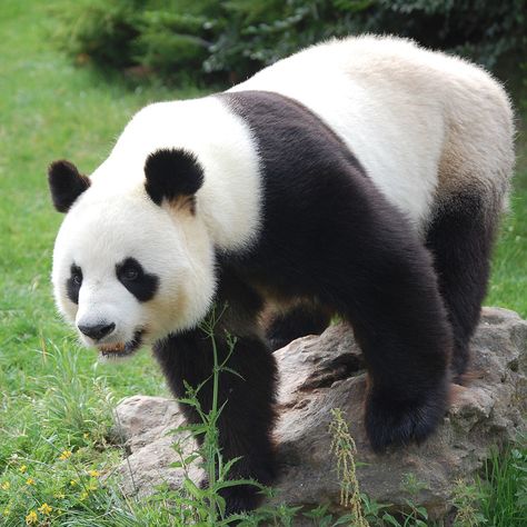 Panda Animal, Panda Reference, Panda Bears, Wild Panda, Stuffed Animal, Panda Day, Baby Panda Bears, Art Blue, Panda Art