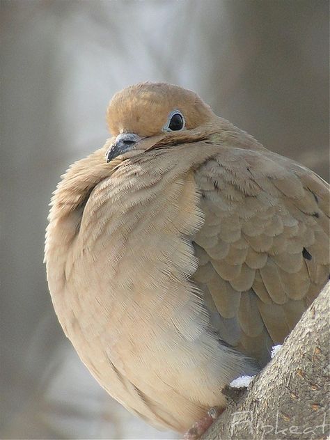 Mourning Dove - When Doves Cry Dove Pigeon, Bird Sitting, Turtle Dove, Nature Birds, All Birds, Pretty Birds, Cute Birds, Bird Photography, Bird Watching