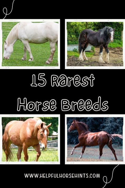 There are over 200 horse breeds in the world and while many are rather common, there are some that are extremely rare. It is important for every horse enthusiast to know which horse breeds are the rarest before these breeds are gone forever. All the horse breeds on this list are unique and extraordinary in their own way, so it is important that they continue to exist. The following are the fifteen rarest horse breeds in the world. #dutch #belgian #black #jumping #bay #helpfulhorsehints Suffolk Punch, Draft Horse Breeds, Rare Horse Breeds, Hackney Horse, Canadian Horse, Rare Horses, Akhal Teke Horses, Shire Horse, Horse Riding Tips