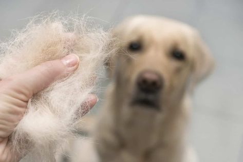 Hair loss: Severe hair loss, bald spots signs of serious health issues Dog Losing Hair, Dog Illnesses, Natural Home Cleaning, Losing Hair, Floor Cleaners, Home Cleaning Hacks, Fall Dog, Dog Shedding, Best Dog Food