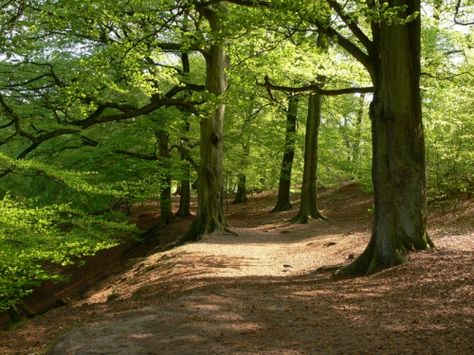 Alderley Edge, Cheshire, UK Cheshire Uk, Peter King, Alderley Edge, Scottish Countryside, Awesome Nature, Beautiful Country, History Facts, Special Places, Dream Garden