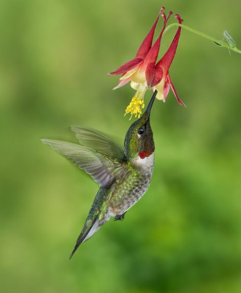 Male Ruby-Throated Hummingbird Feeding on Columbine – Dodson F@rm Humming Tattoo, Hummingbird Photos, Hummingbirds Photography, Hummingbird Pictures, Ruby Throated Hummingbird, Hummingbird Flowers, Hummingbird Art, Hummingbird Tattoo, Humming Bird Feeders