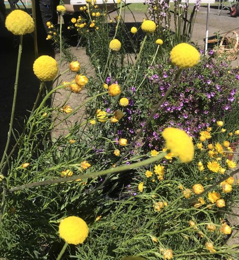 Craspedia paludicola Billy Buttons | Conservation Collective Native Plant Nursery Plant Schedule, Butterfly Food, Billy Buttons, Plant Nursery, Front Garden, Native Plants, Green Thumb, Pumpkin Patch, Garden Plants