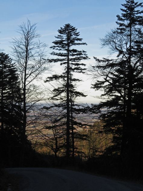 European silver fir (in the middle) | by aniko e Silver Fir, The Spruce, Conifer Trees, Bavaria Germany, Bavaria, The Crown, In The Middle, The Middle, Trees