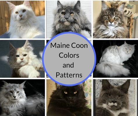 Mancoon Cats, Maine Cooney Cats, Kittens Coloring, Beautiful Kittens, Cat Ideas, Cat Reading, Colors And Patterns, Beautiful Cat Breeds, Cats For Sale