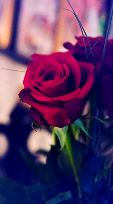 Stylish Rose Dp Flower Facts, Love Rose Flower, Red Roses Wallpaper, Rose Flower Wallpaper, Aesthetic Roses, Beautiful Flowers Photography, Roses Wallpaper, Beautiful Red Roses, Book Flowers