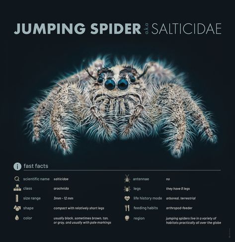 Jumping Spider Anatomy, Jumping Spider Terrarium, Jumping Spider Tattoo, Spider Terrarium, Zoological Illustration, Graphic Infographic, Funny Looking Animals, Spider Fact, Spider Enclosure