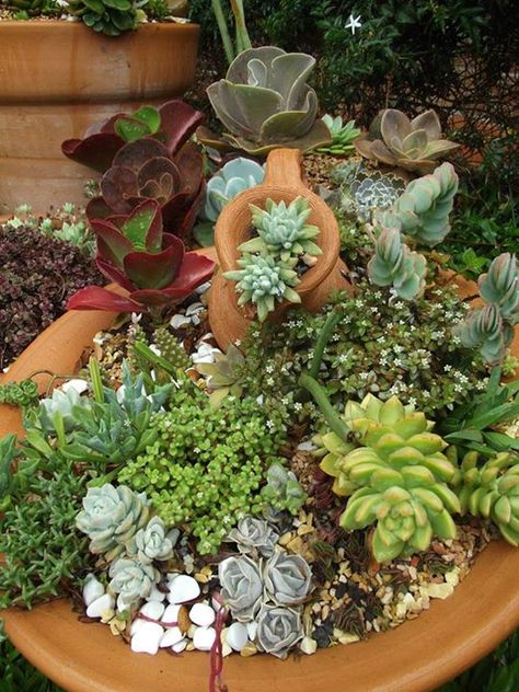 Succulent Garden Landscape, Succulent Corner Garden, Corner Garden, Cactus Corner, Rock Gardens, Yard Care, Succulent Garden, Succulent Plant, Outdoor Ideas