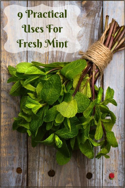 What To Make With Fresh Mint Leaves, Mint Extract Uses, What To Do With Dried Mint Leaves, Preserving Mint Fresh Herbs, Things To Do With Peppermint Leaves, What Can I Make With Mint Leaves, Uses For Dried Mint, What To Do With Peppermint Leaves, Mint Medicinal Uses