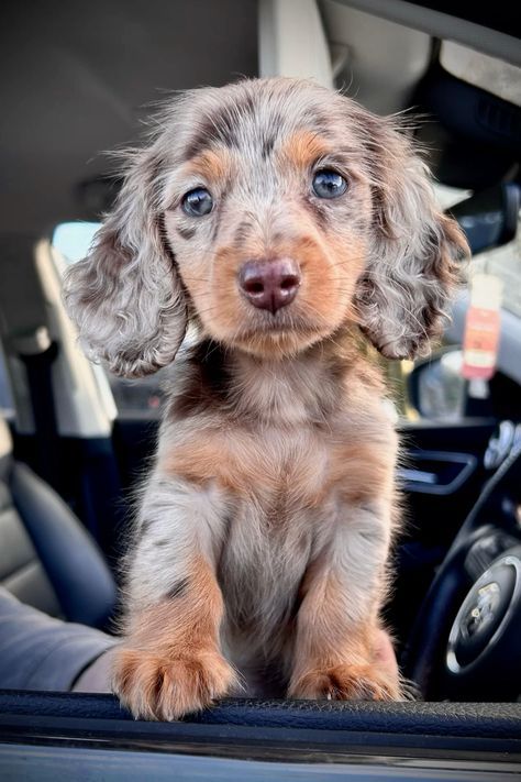 Mini Long Haired Dachshund Dapple, Dutchhounds Dog, Bassett Hound Puppies, Mini Dapple Dachshund Long Hair, Mini Longhaired Dachshund, Doxen Puppies, Minature Daschund Puppies, Mini Dushshund, Dashund Dogs