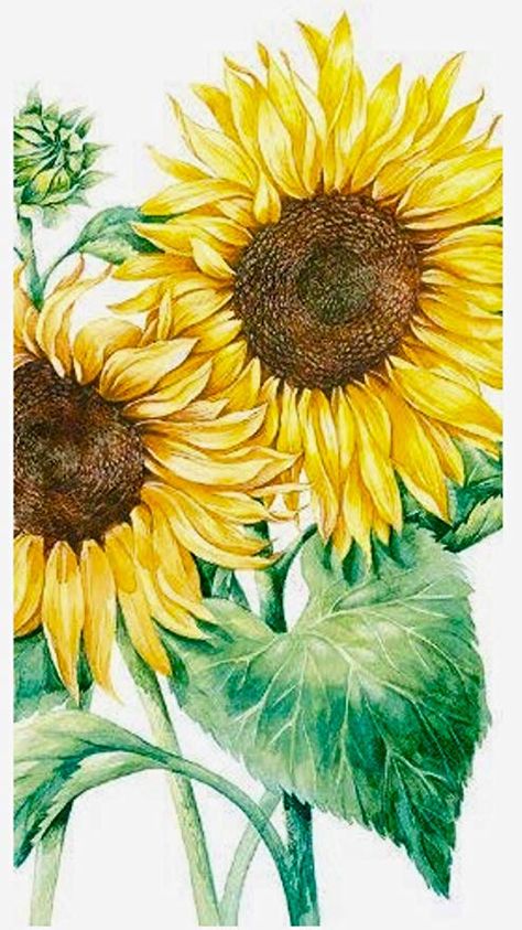 Decorative Paper Napkins, Sunflower Artwork, Paper Hand Towels, Paper Guest Towels, Sunflowers And Daisies, White Cocktails, White Sunflowers, Cocktail Napkin, Guest Towel