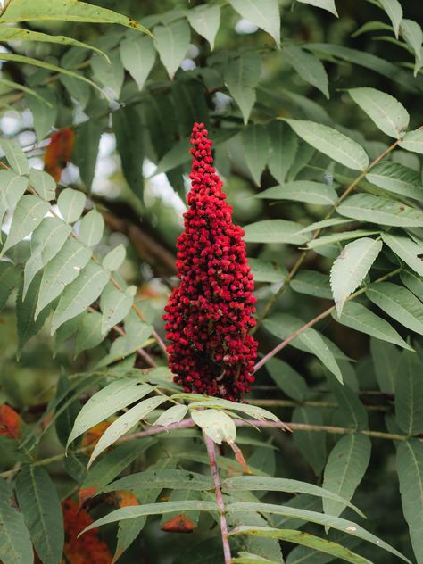 Sumac Flower, Smooth Sumac, Sumac Tree, Herb Collection, Staghorn Sumac, Sumac Spice, Foraging Recipes, Native Gardens, Plant Benefits