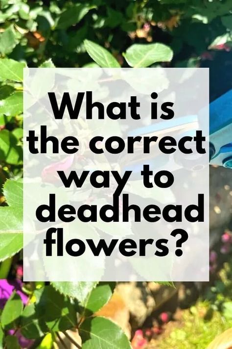 If you're wondering When is the Best Time to Deadhead Flowers? check out this post for easy gardening tips for the best way to deadend flowers in your garden. If you want to know why you should deadend flowers? this allows for new flowers to grow and make you a beautiful outdoor space. #gardening #flowers #deadend How To Deadhead Flowers, Deadheading Flowers, Flowers To Grow, Knockout Roses, Deadheading, Easy Gardening, New Flowers, Gardening Flowers, Garden Types