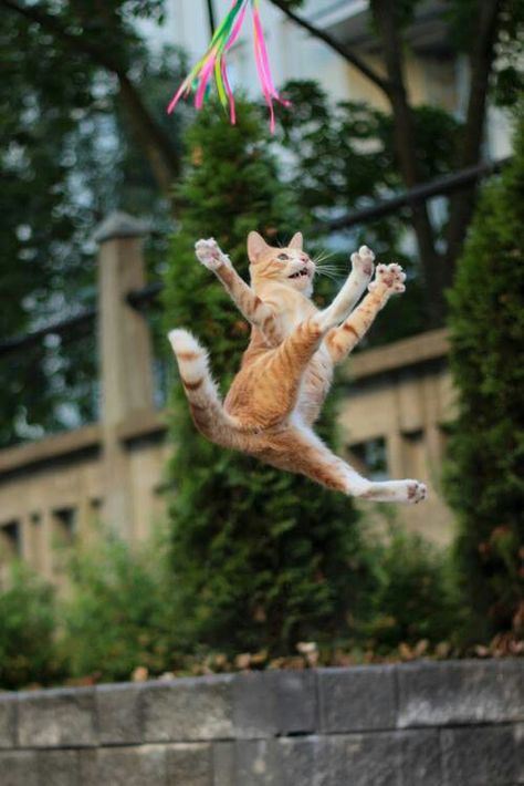 hahaha I love action shots of cats Cat Jumping, Jumping Cat, Dancing Cat, Orange Cats, Ginger Cats, Here Kitty Kitty, Zulu, I Love Cats, Kitty Kitty