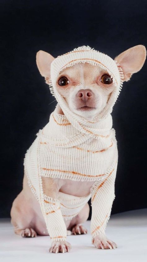 Chihuahua Halloween Costumes, Diy Pet Costumes, Small Chihuahua, Halloween Costumes To Make, Diy Dog Costumes, Cat Halloween Costume, Pet Halloween Costumes, Cute Chihuahua, Dog Halloween Costumes