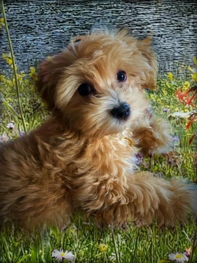 Havanese Puppies for Sale Colorado - Cottonwood Puppies | Cottonwood Puppies Havanese Breeders, Havanese Haircuts, Cavalier Puppies, Havanese Puppies For Sale, Cute Fluffy Puppies, Havanese Puppy, Dogs Photos, Havanese Dog, Cutest Puppy Ever