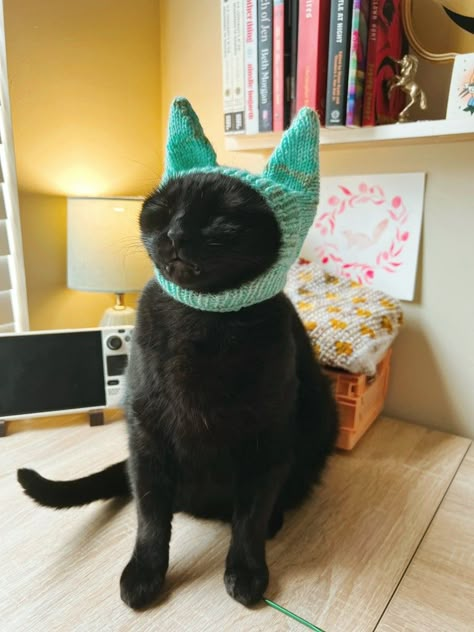 Black cat wearing a knitted teal hat with pokets for ears, but, unfortunately, he not happy about it Cat Crochet Outfit, Hats For Cats Crochet, Crochet Cat Hats, Cat Crochet Hat, Cat Wearing Hat, Knitted Cat Hat, Cats With Hats, Crochet Cat Ears, Cats In Hats