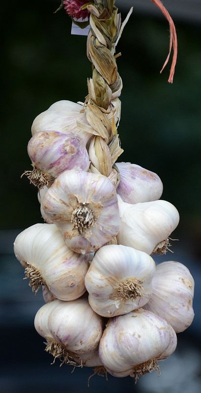 Garlic Aesthetic, Garlic Farming, Garlic Photography, Types Of Garlic, Garlic Plant, Harvest Garlic, Eating Raw Garlic, Garlic Farm, Allium Sativum