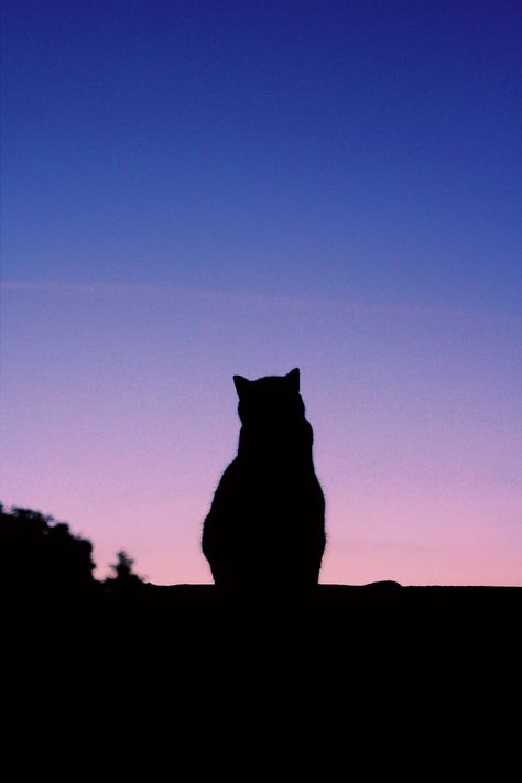 Cat Silhouette Aesthetic, Cat Shadow Painting, Cat Shadow Aesthetic, Cat Silhouette Painting, Shadow Cat, Cat Shadow, Black Cat Aesthetic, Cute Cat Wallpaper, Curious Cat