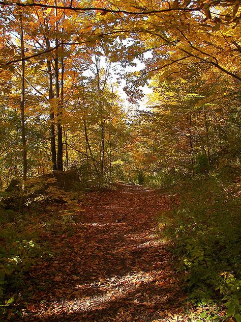 Hiking along the Bruce Trail, Dundas, Ontario Engagent Photo, Cryptid Club, Lovely Scenery, Dundas Ontario, Fall Board, God Artwork, Wonderful Nature, Hamilton Ontario, Steel City