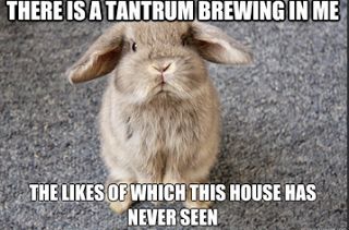 Julia's Tips and Tails: Wednesday Comedy Number 5.  Rabbit Jokes. Rabbit Jokes, Easter Memes, Bunny Meme, Funny Rabbit, Bunny Mom, 9gag Funny, Funny Easter, Funny Animal Quotes