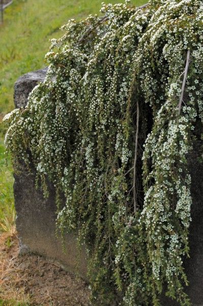 Leptospermum tea tree 'Vertical Drop' Back Garden Landscaping, Terraced Landscaping, Plants And Gardening, Australian Native Garden, African Plants, Drought Tolerant Garden, Full Sun Plants, Australian Native Flowers, Australian Plants