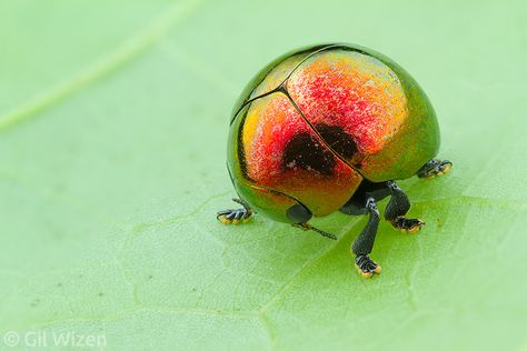 Tortoise Beetle, Leaf Beetle, Bug Party, Cool Insects, Bug Collection, Cool Bugs, Beetle Bug, Beautiful Bugs, Creepy Crawlies