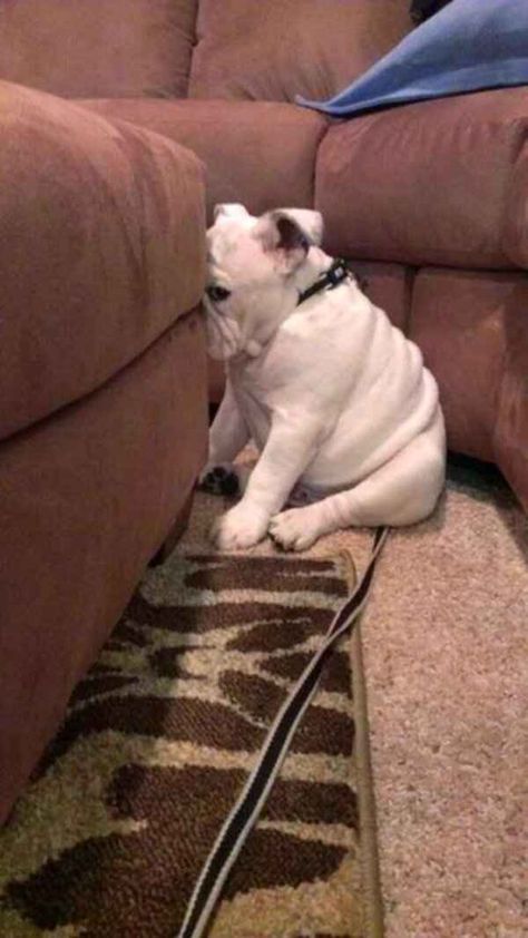 Please don't ask this dog to go for a walk, because he really, REALLY doesn't want to right now. Give him a minute. | 27 Adorable Reminders That The World Isn't Falling Apart Guilty Dog, Property Brothers, Love My Dog, Mad Dog, Dog Face, E Card, On The Floor, English Bulldog, 귀여운 동물