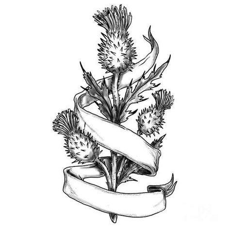 16+ Drawings Of Scottish Thistle Check more at https://drawingwow.com/16-drawings-of-scottish-thistle/ Ribbon Sketch, Outlander Tattoos, Scottish Thistle Art, Scotland Tattoo, Scottish Thistle Tattoo, Scottish Tattoo, Scottish Tattoos, Scottish Symbols, Thistle Tattoo