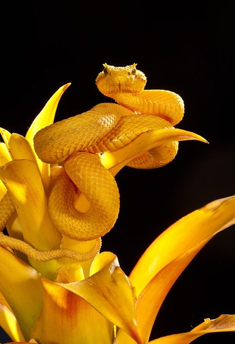 Yellow Eyelash Viper by David Northcott Eyelash Viper, Magic Faraway Tree, The Magic Faraway Tree, Viper Snake, Faraway Tree, Pretty Snakes, Golden Snake, Snake Charmer, Snake Venom