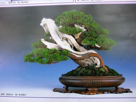 bonsaicooking5 Bougainvillea Bonsai, Bonsai Nursery, Aquarium Garden, Bonsai Techniques, Mame Bonsai, Pine Bonsai, Juniper Bonsai, Mini Bonsai, Outdoor Aesthetic