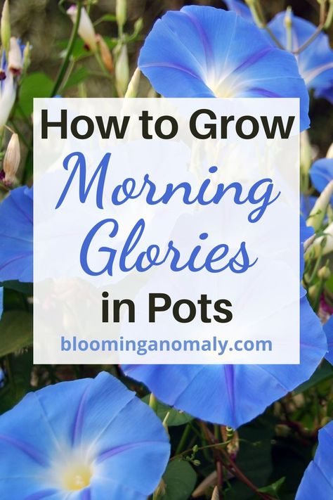 blue morning glories Morning Glories In Pots, Climbing Flowering Vines, Morning Glory Plant, Pot Trellis, Morning Glory Vine, Butterfly Garden Plants, Blue Morning Glory, Vine Trellis, White Trellis