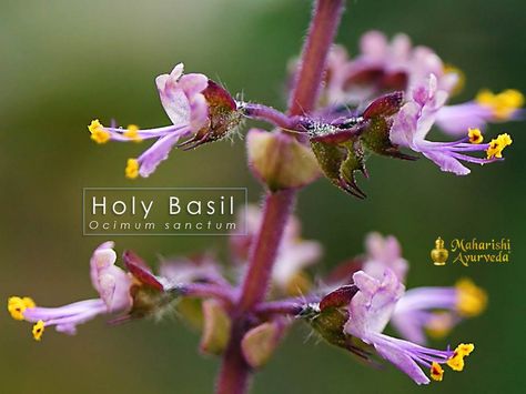 Supporting natural immunity -  It takes over six months to prepare some traditional Ayurvedic formulas supporting natural immunity. Holy basil (ocimum sanctum) pictured above is one of the herbs used in Ayurveda to support the immune system. Traditionally it is combined with nourishing minerals, including mica. The herbs and minerals help support the natural immune system without side effects. Ocimum Tenuiflorum, Tea For Colds, Medicinal Tea, Sacred Plant, Holy Basil, Herb Seeds, Healing Herbs, Natural Health Remedies, Lower Blood Pressure