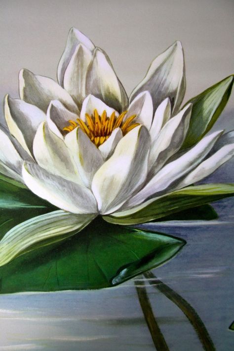 White Water Lily Botanical Wall Chart design by Empirical Style Water Lily Drawing, Love Canvas Painting, Water Lilies Art, Painting On Canvas For Beginners, Lilies Drawing, Lotus Painting, Large Canvas Painting, Lily Painting, Canvas For Beginners