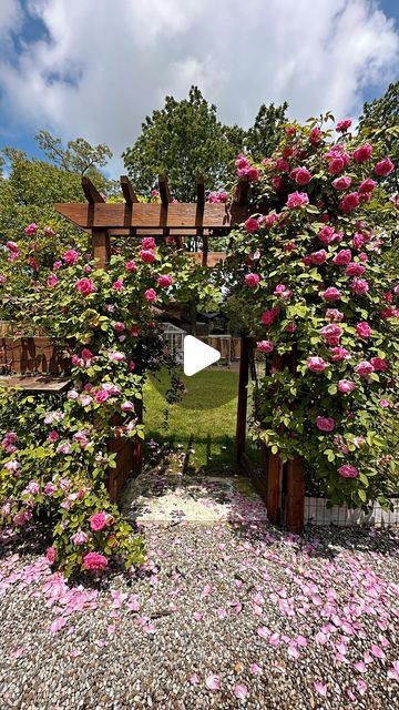 Sabrina Pougnet on Instagram: "My climbing roses 😍 #roses #gardening #gardens #rosebush" Double Knockout Roses Landscaping, Rose Pergola Ideas, Backyard Rose Garden Ideas, Climbing Roses Pergola, Rose Garden Ideas Backyards, Climbing Roses On House, Rose Arches Garden, Arbor Backyard, Small Rose Garden Ideas