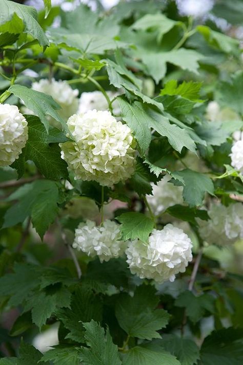 Viburnum opulus 'Roseum' Viburnum Opulus Roseum, Design A Garden, Gardening Design Diy, Garden Renovation, Garden Shed Diy, Formal Garden Design, Viburnum Opulus, Garden Posts, Formal Garden