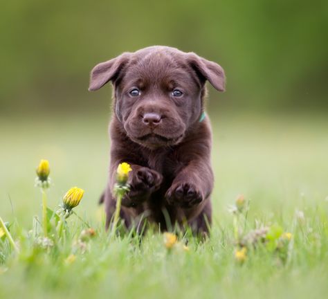 Puppies For Sale | Find Your Perfect Puppy at Greenfield Puppies Brown Labrador Retriever, Yorkie Poo Puppies, Dog Breeds That Dont Shed, Rottweiler Puppies For Sale, Bunny Coloring, Brown Labrador, Teacup Yorkie Puppy, Puppy Find, Greenfield Puppies