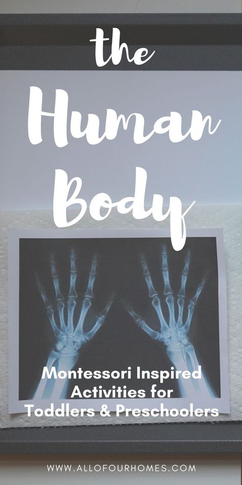 Skeletal System Project, Human Body Videos, Human Body Lesson, Human Body Projects, Montessori Trays, Human Body Activities, Circle Time Activities, Brain Facts, Montessori Classroom