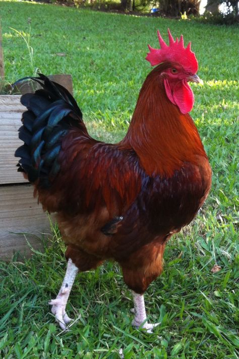 New Hampshire rooster. A dual purpose chicken, selected more for meat production than egg production. Medium heavy in weight, it dresses plump carcass used as either a broiler or a roaster. Roaster Chickens, Roaster Chicken, Pet Tattoo Ideas, Rooster Breeds, Farm Chickens, Chicken Pictures, Fancy Chickens, Pet Drawing, Rooster Painting