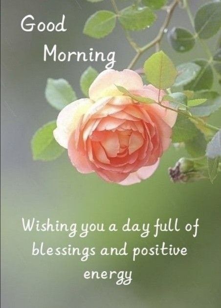 Good Morning Wishes Friends, Good Morning Greeting Cards, Daily Greetings, Good Morning Sunshine Quotes, Wonderful Wednesday, Good Morning Inspiration, Good Morning Flowers Quotes, Good Morning Nature, Good Morning Roses