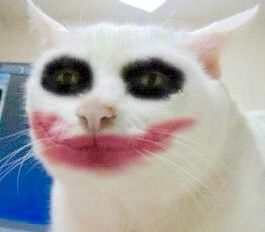 Cat wearing makeup! Funny, Red, White, Black