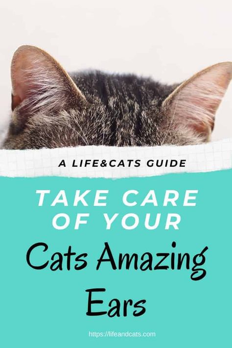 Learn how to take care of your cat’s ears. Common problems and remedies. Cat Health Problems, Cat Health Care, Cat Hacks, Healthy Cat, Cat Care Tips, Kitten Care, Dog Care Tips, Pet Care Tips, Cat Training