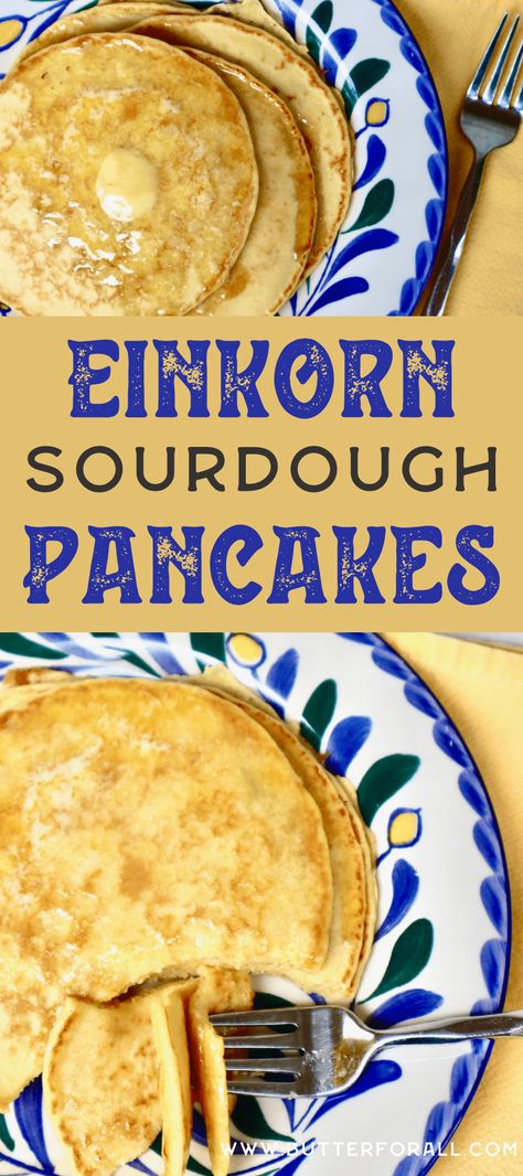 These tender einkorn sourdough pancakes start with a fully fermented leaven (overnight batter), making them even more digestible and nutritious #einkorn #sourdough #starter #pancakes Einkorn Sourdough Starter Discard Recipes, Einkorn Sourdough Starter, Einkorn Sourdough Discard Recipes, Einkorn Noodles, Einkorn Sourdough Discard Bread, Einkorn Sourdough Recipes, Einkorn Sourdough Bread Recipe, Einkorn Pancakes, Sourdough Einkorn Pancakes