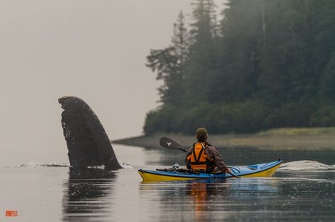 Kayak Art, Kayaking Quotes, Alaska Salmon Fishing, Sailing Kayak, Kayaking Outfit, Pedal Kayak, Kayaking Tips, Kayak Storage, Kayak Boats