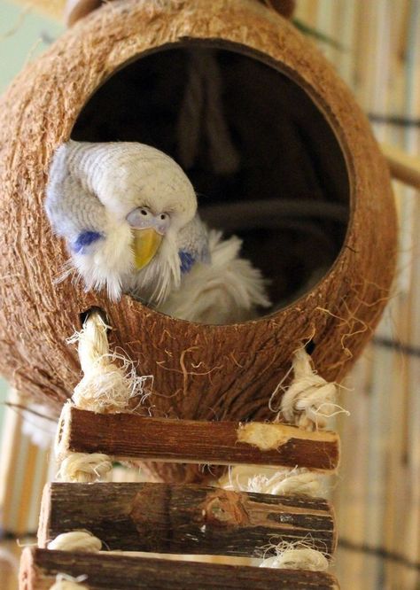 Homemade Bird Toys, Budgie Cage, Budgie Toys, Diy Bird Toys, Parakeet Cage, Pet Bird Cage, Bird Mom, Budgies Bird, Bird Aviary