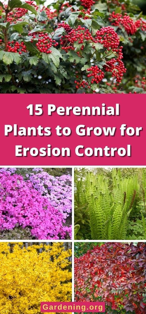 15 Perennial Plants to Grow for Erosion Control Backyard Hill Landscaping, Evergreen Groundcover, Landscaping On A Hill, Edging Plants, Sloped Backyard, Best Perennials, Hillside Landscaping, Garden On A Hill, Plants To Grow