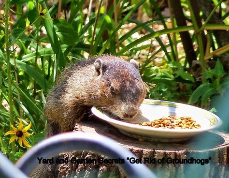 Get Rid Of Groundhogs, Ground Hogs, Ground Hog, Flea Spray, Household Pests, Insect Spray, Flea Control, Flea Prevention, Best Pest Control