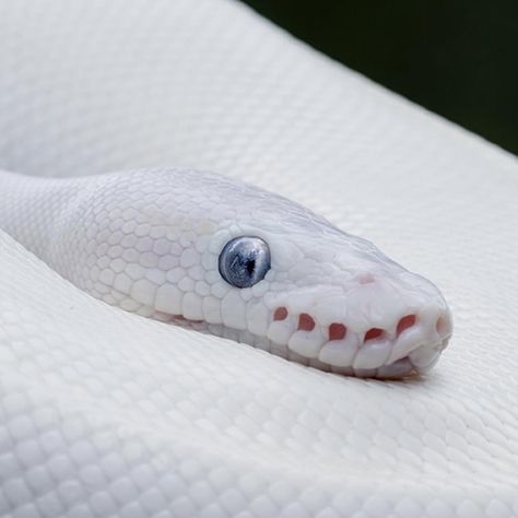 Blue-eyed leucistic ball python. Photo Mark Kostich. White Ball Python, White Mamba, Dream Snake, Animal Learning, Ball Python Morphs, Black Wallpaper Iphone Dark, Cute Reptiles, Cute Snake, Beautiful Blue Eyes