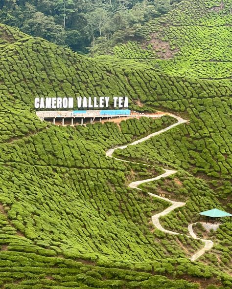 Cameron Highlands: Cameron Valley Tea Cameron Highlands, Tea, Quick Saves