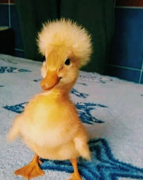 Part of duck collection Cute Duck Pfp, Camp Foods, Kwek Kwek, Duck Portrait, Cute Animal Character, Duck Coop, Duck Pictures, Duck Photo, Pet Ducks